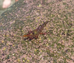 Rhynchocinetes typus