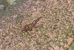 Rhynchocinetes typus