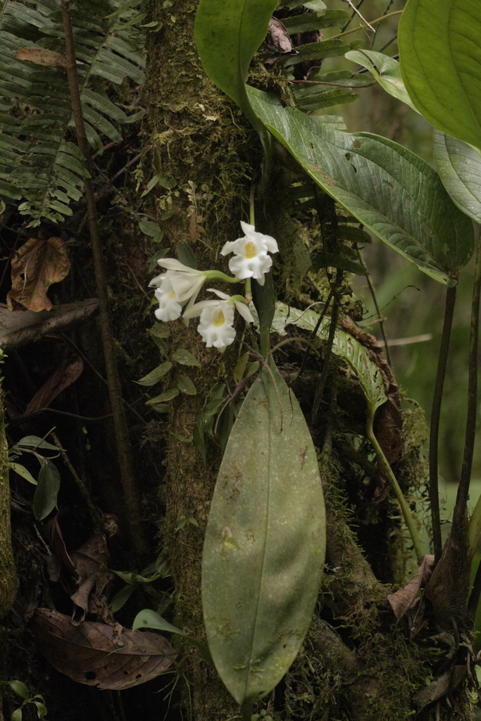 Trichopilia hennisiana