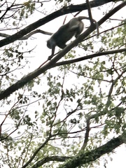 Trachypithecus obscurus