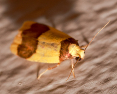 Heterallactis microchrysa
