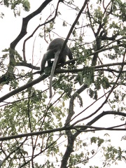 Trachypithecus obscurus