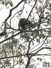 Trachypithecus obscurus