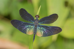 Rhyothemis plutonia