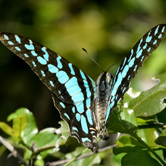 Graphium antheus