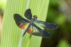 Rhyothemis plutonia