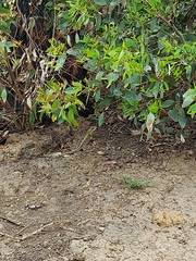 Agamidae