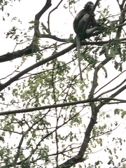 Trachypithecus obscurus