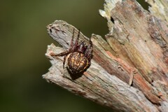 Araneus acuminatus