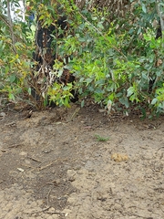 Agamidae