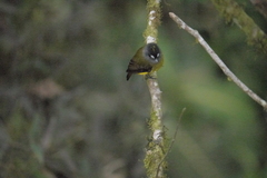Myiotriccus ornatus
