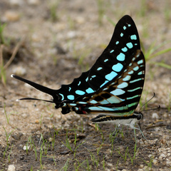 Graphium policenes
