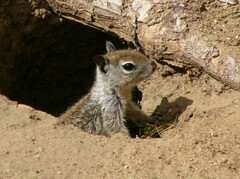 Otospermophilus beecheyi