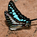 Graphium policenes - Photo (c) simben, μερικά δικαιώματα διατηρούνται (CC BY-NC-ND), uploaded by simben