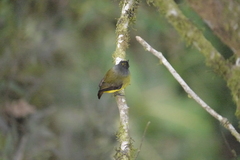 Myiotriccus ornatus