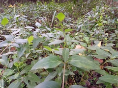 Vinca difformis