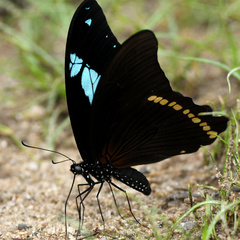 Papilio chrapkowskoides