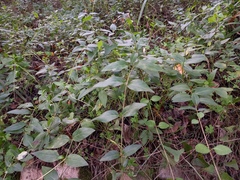 Vinca difformis