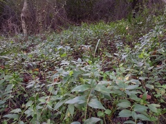 Vinca difformis
