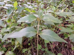 Vinca difformis