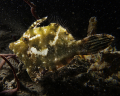 Acreichthys tomentosus