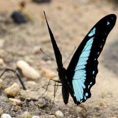 Papilio chrapkowskoides