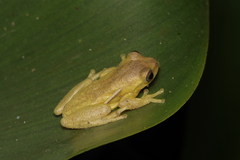 Dendropsophus
