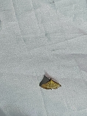 Cnaphalocrocis
