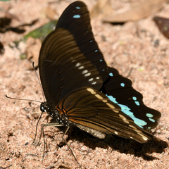Papilio nireus
