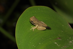 Dendropsophus
