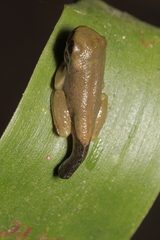 Dendropsophus
