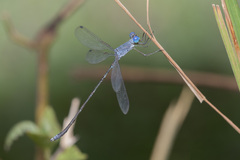 Lestes praemorsus