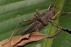 Tettigoniidea