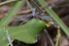 Lestes praemorsus