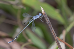 Lestes praemorsus