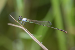 Agriocnemis femina