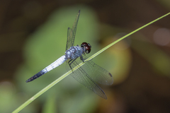 Brachydiplax farinosa