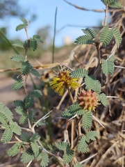 Prosopis reptans