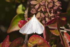 Diaphania costata