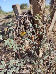 Prosopis reptans