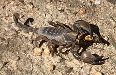 Opistophthalmus