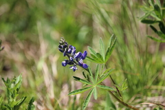 Lupinus