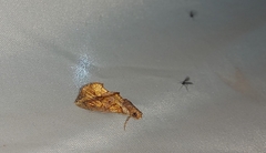 Plusiodonta coelonota