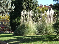Cortaderia selloana
