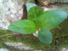 Vinca difformis