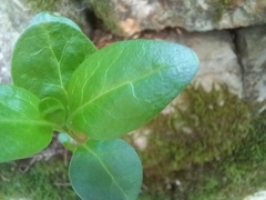 Vinca difformis
