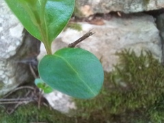 Vinca difformis