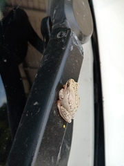 Hyperolius marmoratus