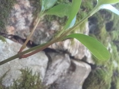 Vinca difformis