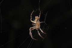 Parawixia
